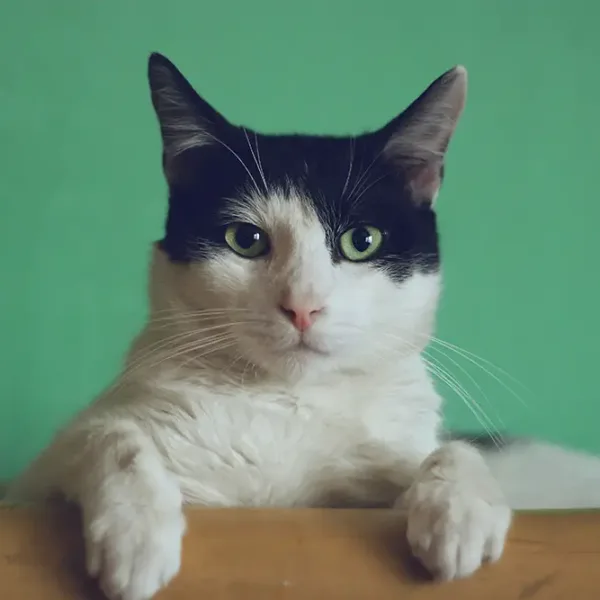 Eine schwarz-weisse Katze schaut in die Kamera